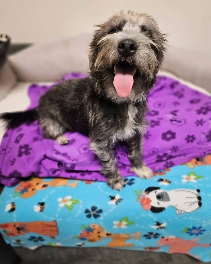 Skippy, a Adoptable mixed breed in Broken Arrow, OK image 2/5