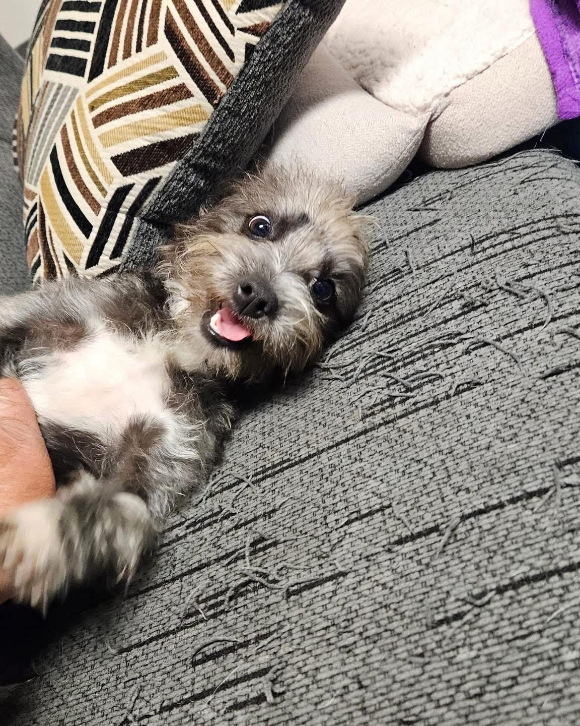 Skippy, a Adoptable mixed breed in Broken Arrow, OK image 3/5