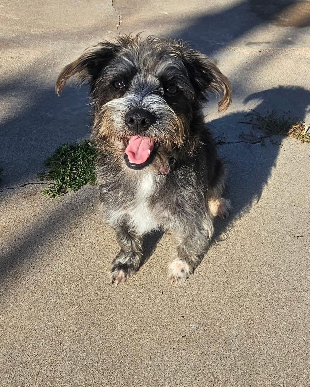 Skippy, a Adoptable mixed breed in Broken Arrow, OK image 5/5