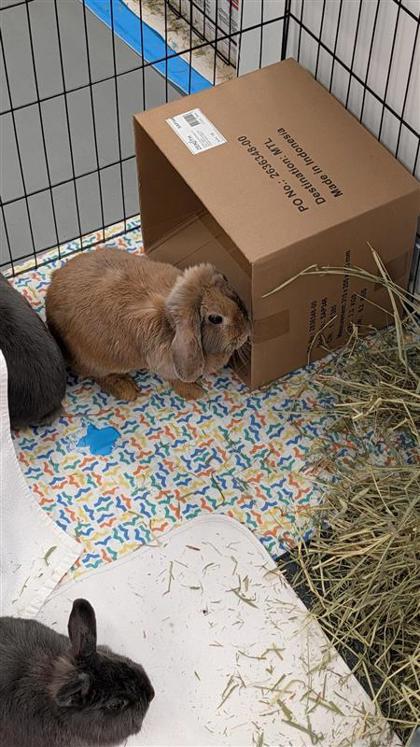 Carole, Adoptable, Adult Female Bunny Rabbit & Bunny Rabbit.