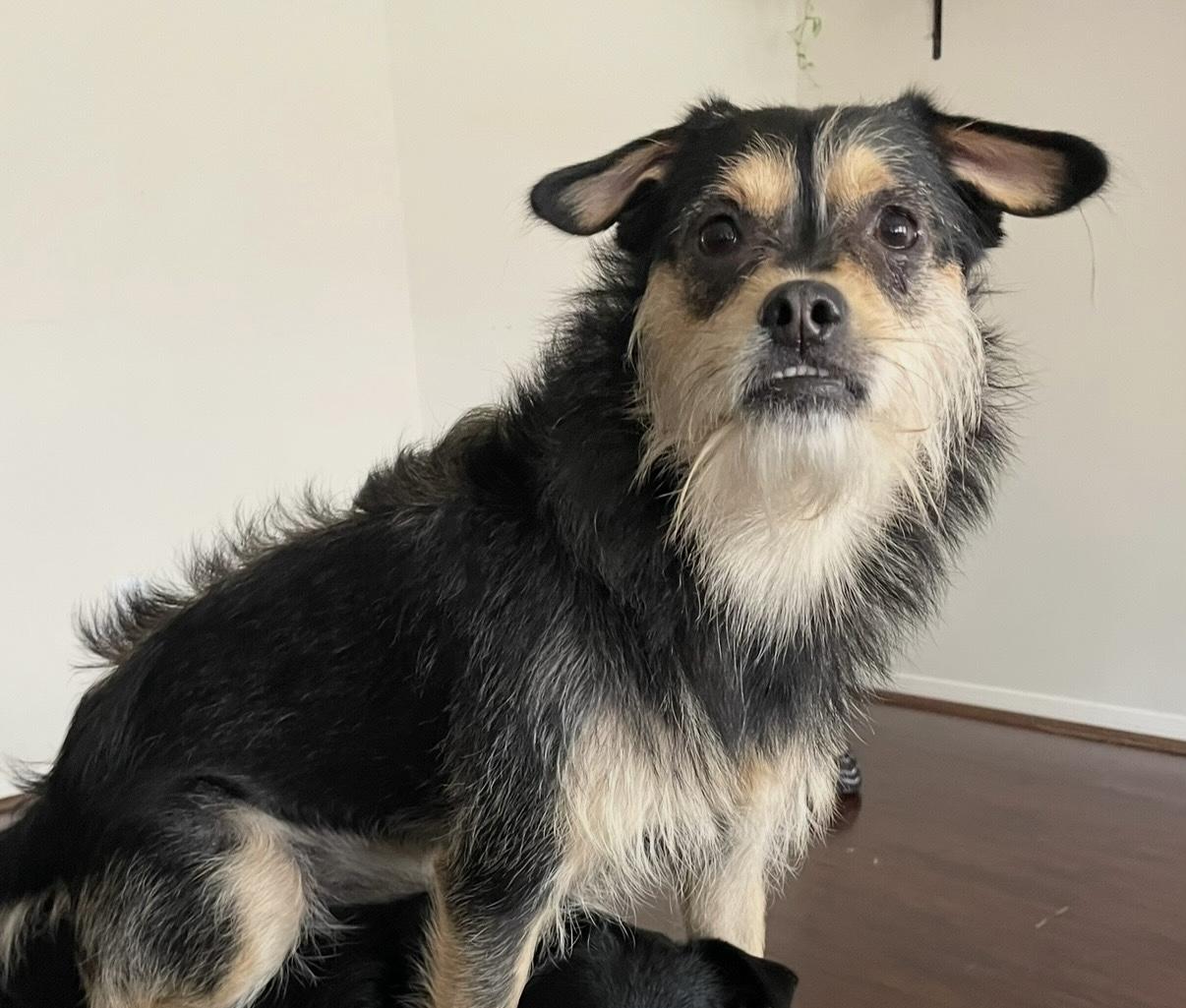 Snickers, Adoptable, Adult Male Miniature Schnauzer.