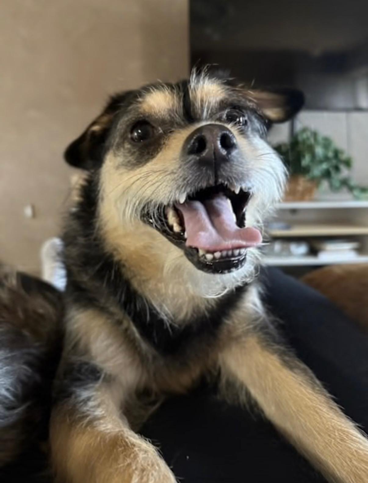 Enlarge Snickers, a Adoptable mixed breed in Fulshear , TX image 3/6