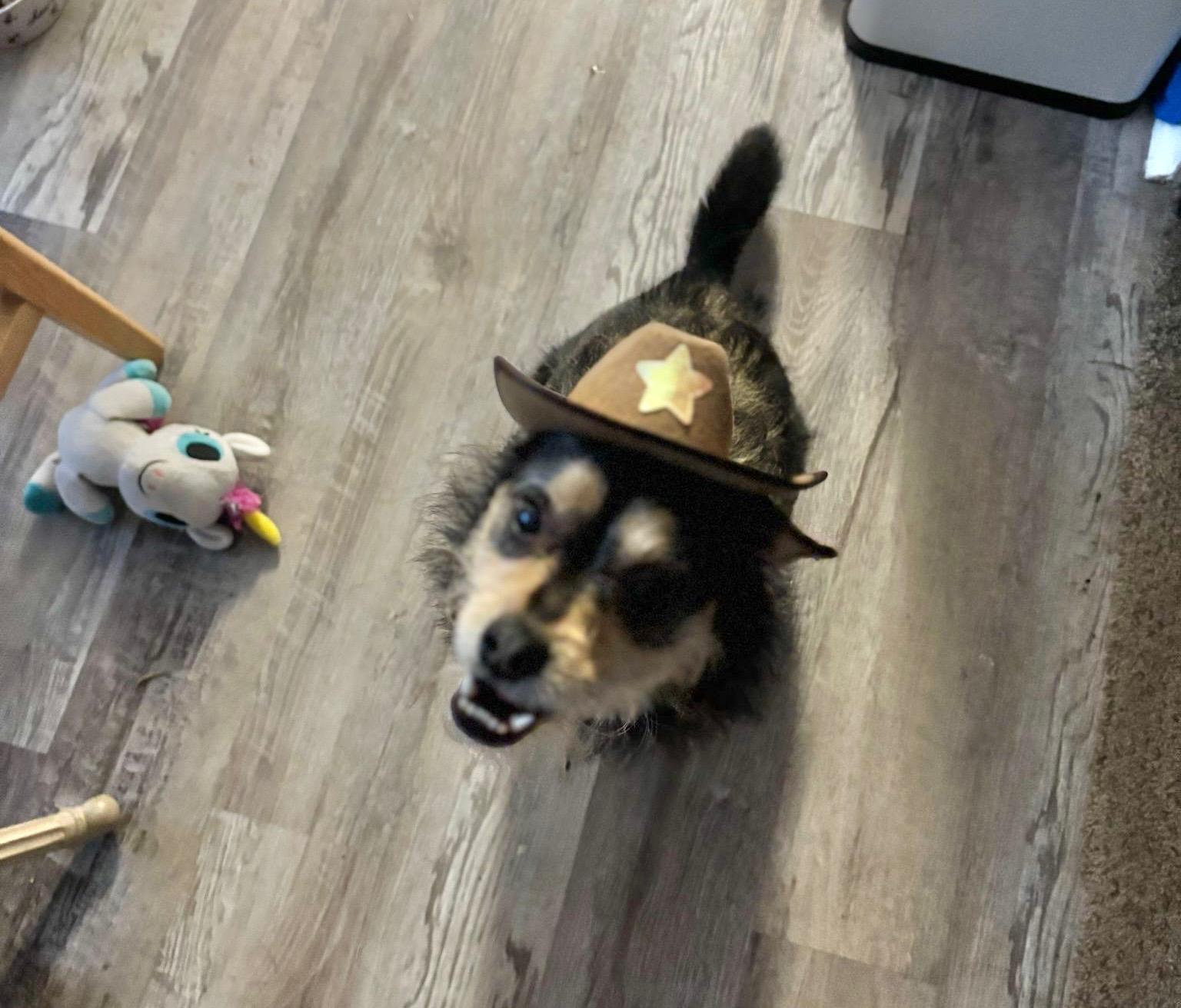 Enlarge Snickers, a Adoptable mixed breed in Fulshear , TX image 5/6