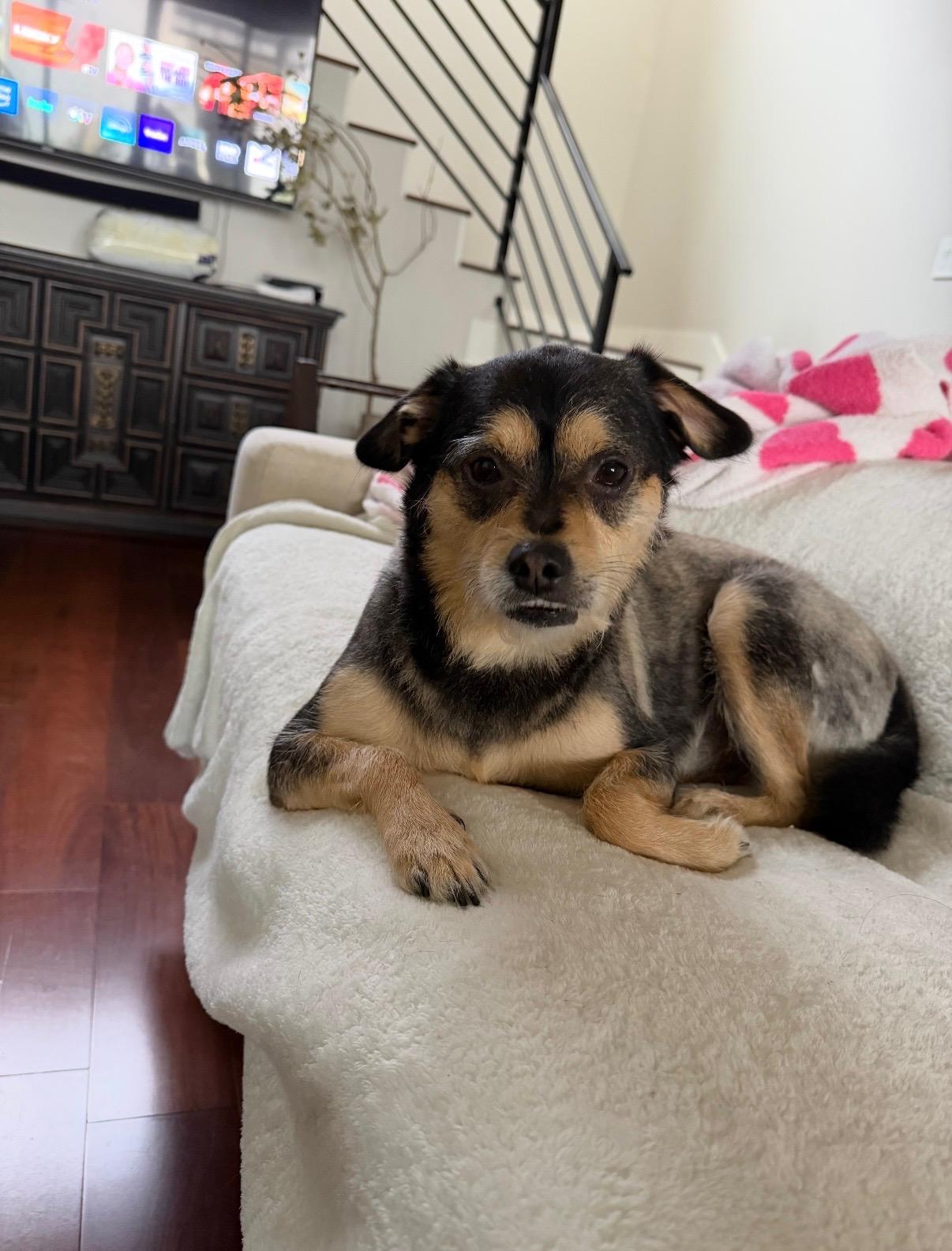 Enlarge Snickers, a Adoptable mixed breed in Fulshear , TX image 2/6