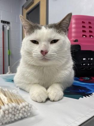 Enlarge Minx, a Adoptable mixed breed in Gwinn, MI image 1/1