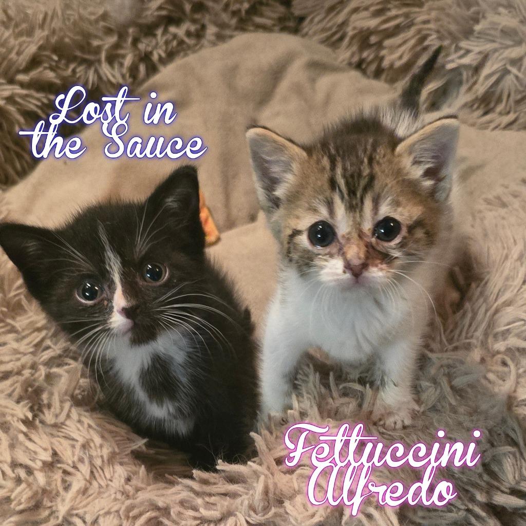 Lost in the Sauce, Adoptable, Kitten Male Domestic Short Hair.