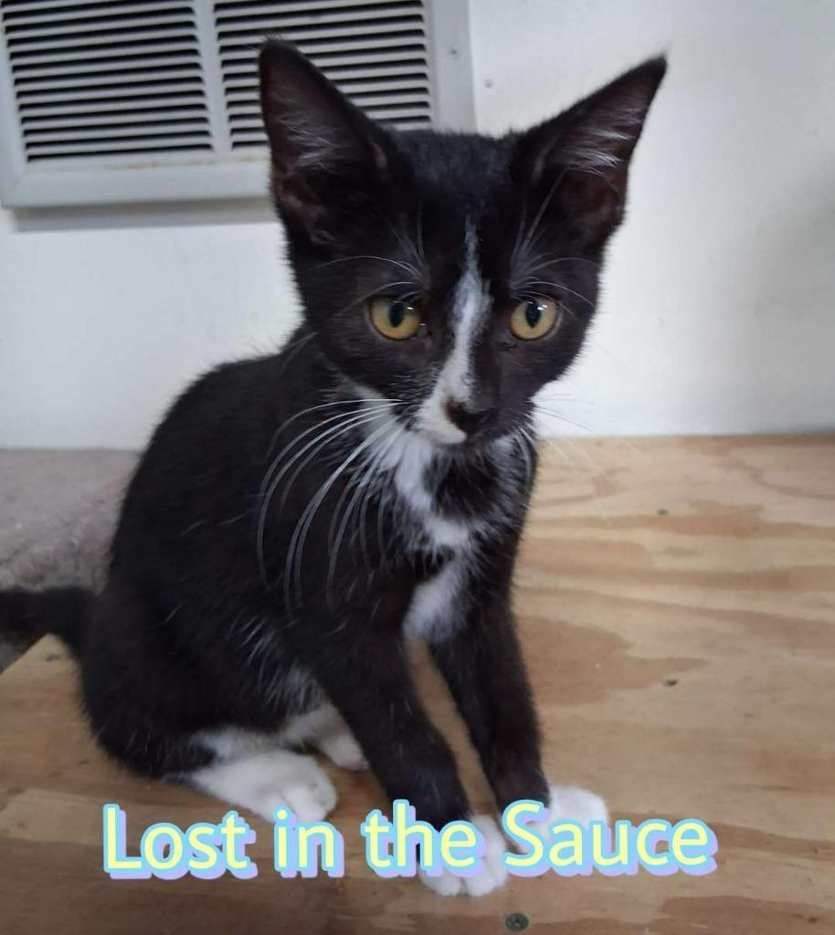 Lost in the Sauce, a Adoptable Domestic Short Hair in Hillsboro, OH image 1/5