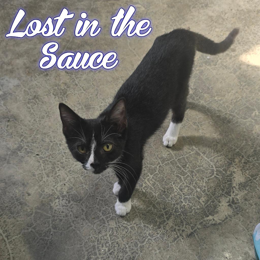 Lost in the Sauce, a Adoptable Domestic Short Hair in Hillsboro, OH image 2/5