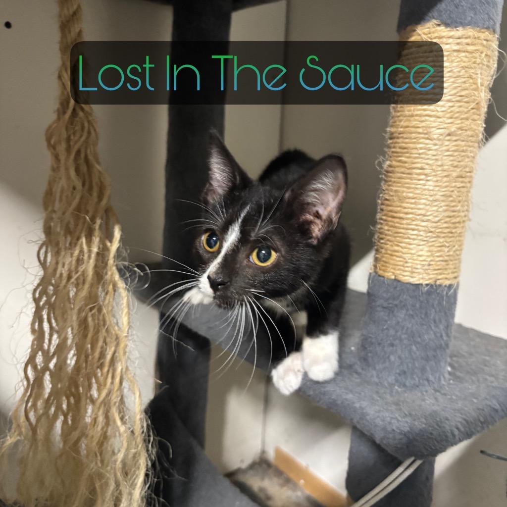 Lost in the Sauce, a Adoptable Domestic Short Hair in Hillsboro, OH image 3/5