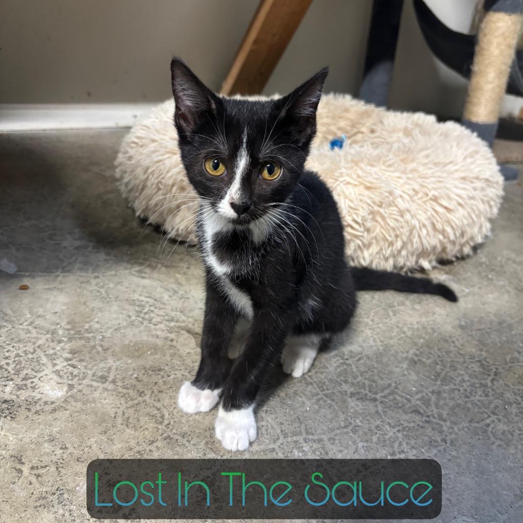 Lost in the Sauce, a Adoptable Domestic Short Hair in Hillsboro, OH image 4/5