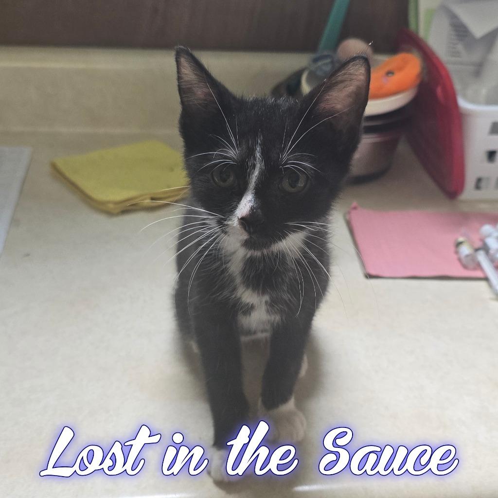 Enlarge Lost in the Sauce, a Adoptable Domestic Short Hair in Hillsboro, OH image 3/3