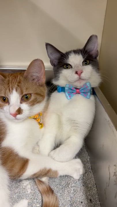 Enlarge Clara, a ADOPTABLE Domestic Short Hair in Beckley, WV video 4/4