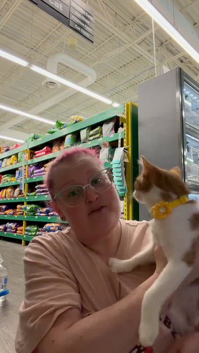 Enlarge Clara, a ADOPTABLE Domestic Short Hair in Beckley, WV video 2/4