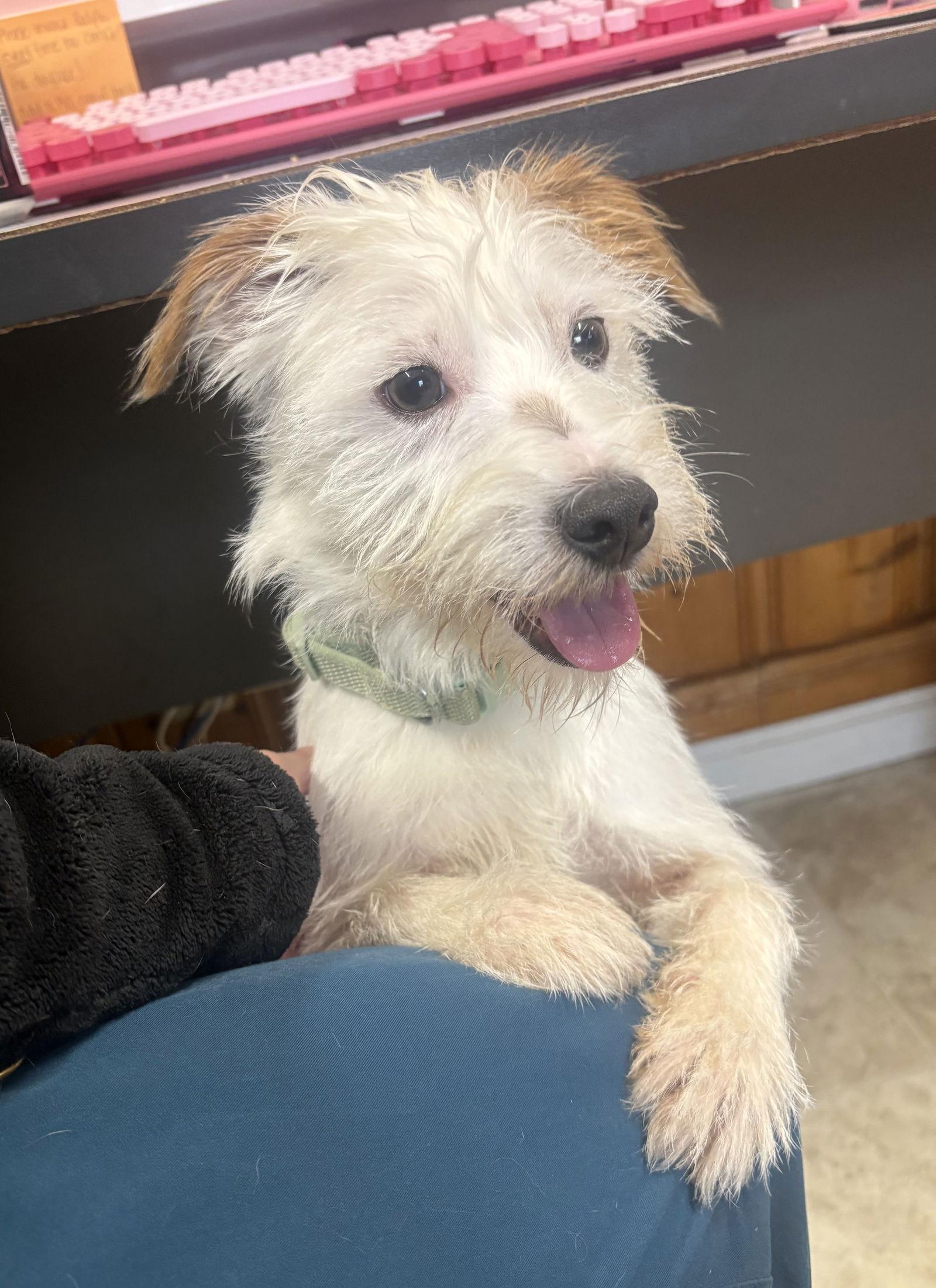 Enlarge Putzie, a Adopted Terrier in Raleigh, NC image 1/3