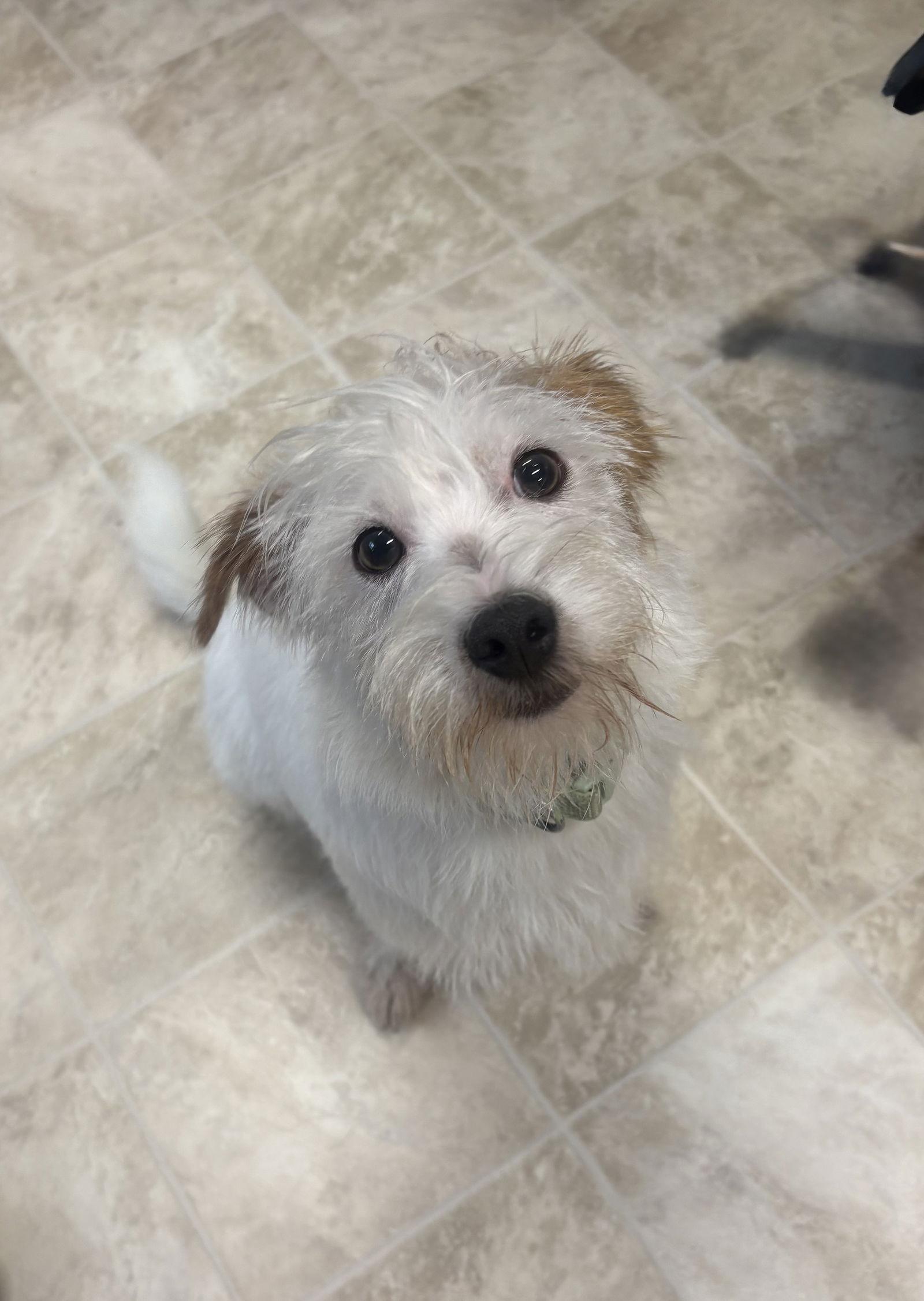 Enlarge Putzie, a Adopted Terrier in Raleigh, NC image 2/3