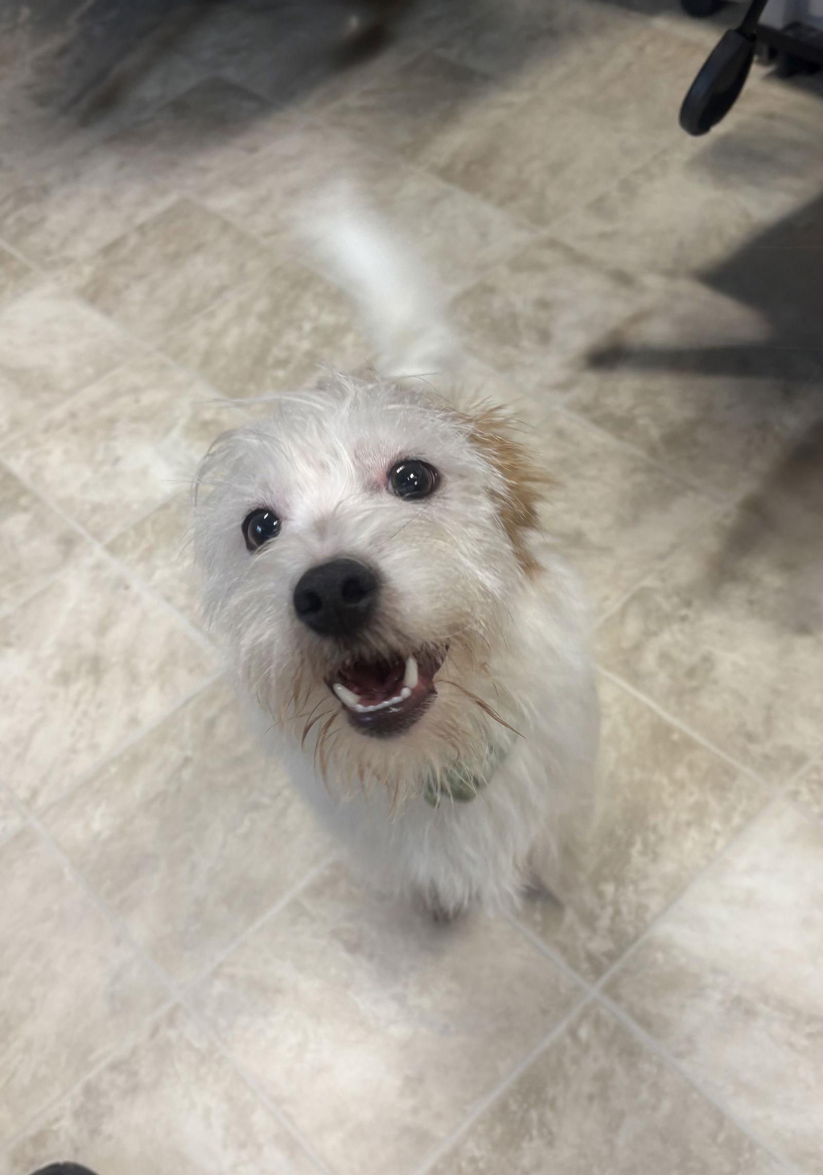 Enlarge Putzie, a Adopted Terrier in Raleigh, NC image 3/3