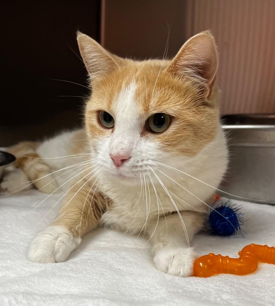 CC, Adoptable, Young Female Domestic Short Hair.