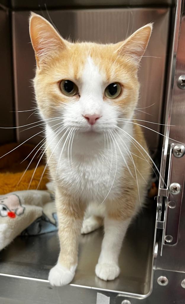 CC, a Adoptable mixed breed in Logan, UT image 2/2