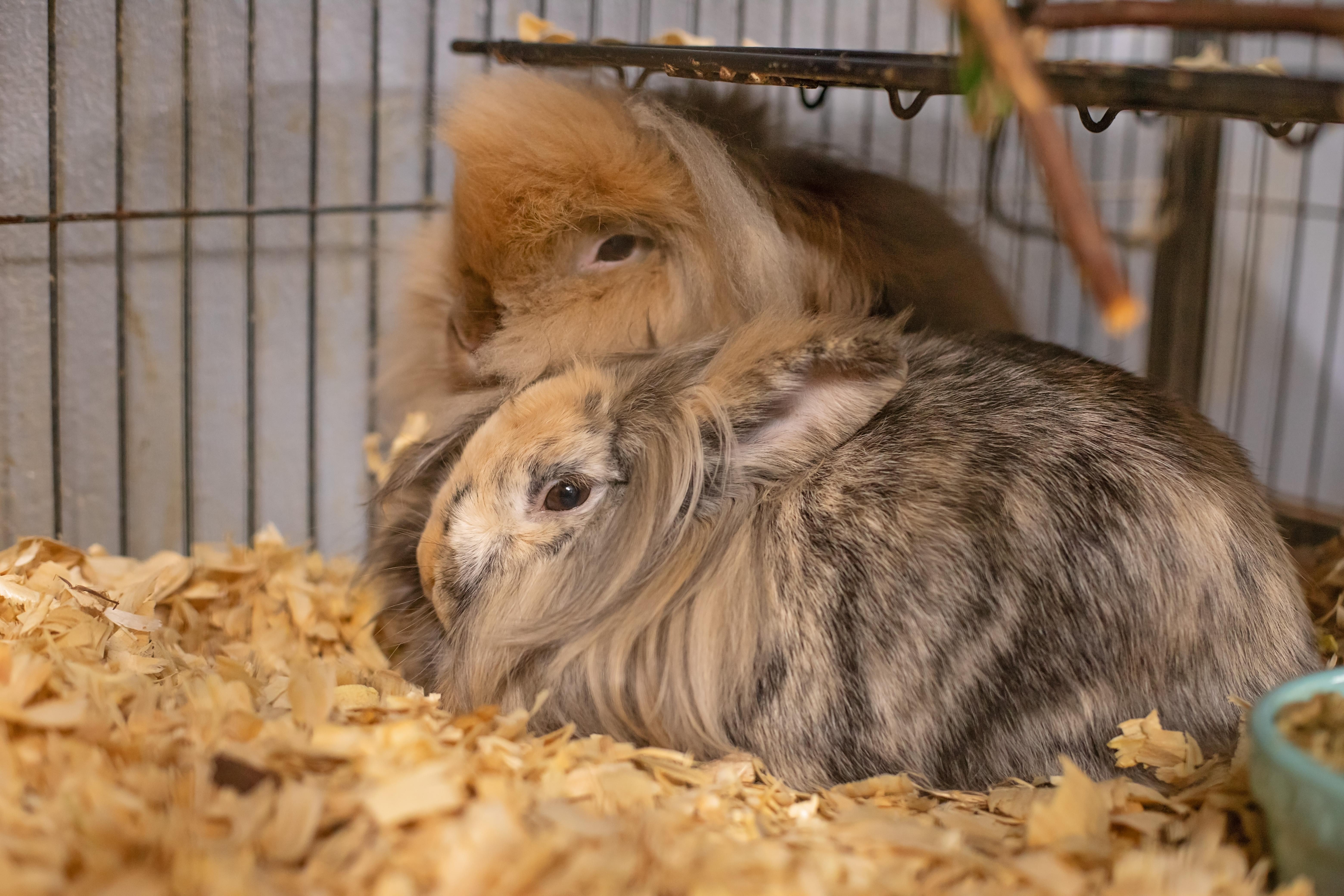Flopsy & Mopsy, a Adoptable Lionhead in Landenberg, PA image 1/3