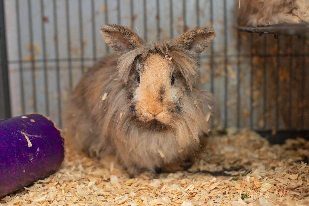 Flopsy & Mopsy, a Adoptable Lionhead in Landenberg, PA image 3/3