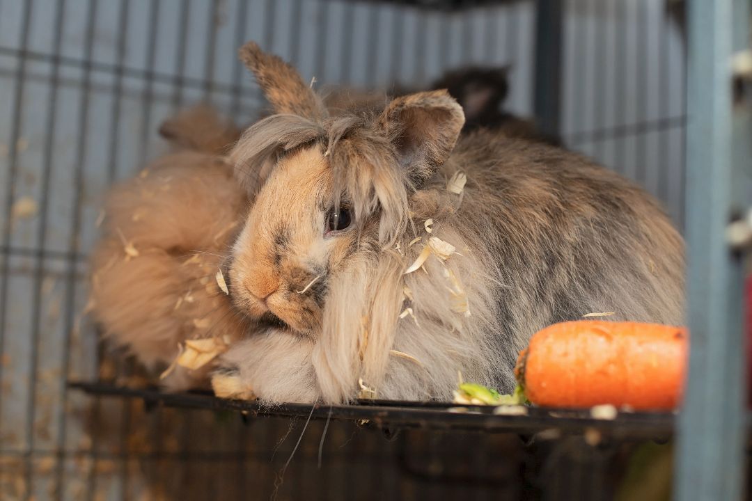 Flopsy & Mopsy, a Adoptable Lionhead in Landenberg, PA image 2/3