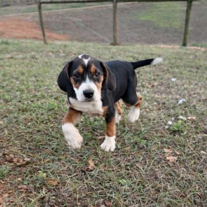 Stella, ADOPTABLE, Young Female Beagle.