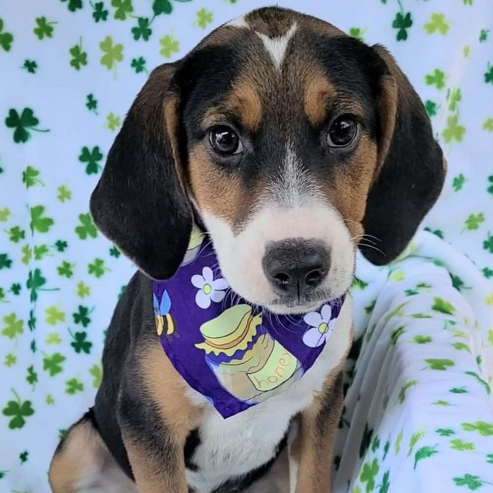 Enlarge Stella, a ADOPTABLE mixed breed in Woolwich, ME image 2/3