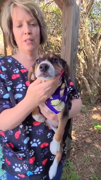 Enlarge Stella, a ADOPTABLE mixed breed in Woolwich, ME video 3/3