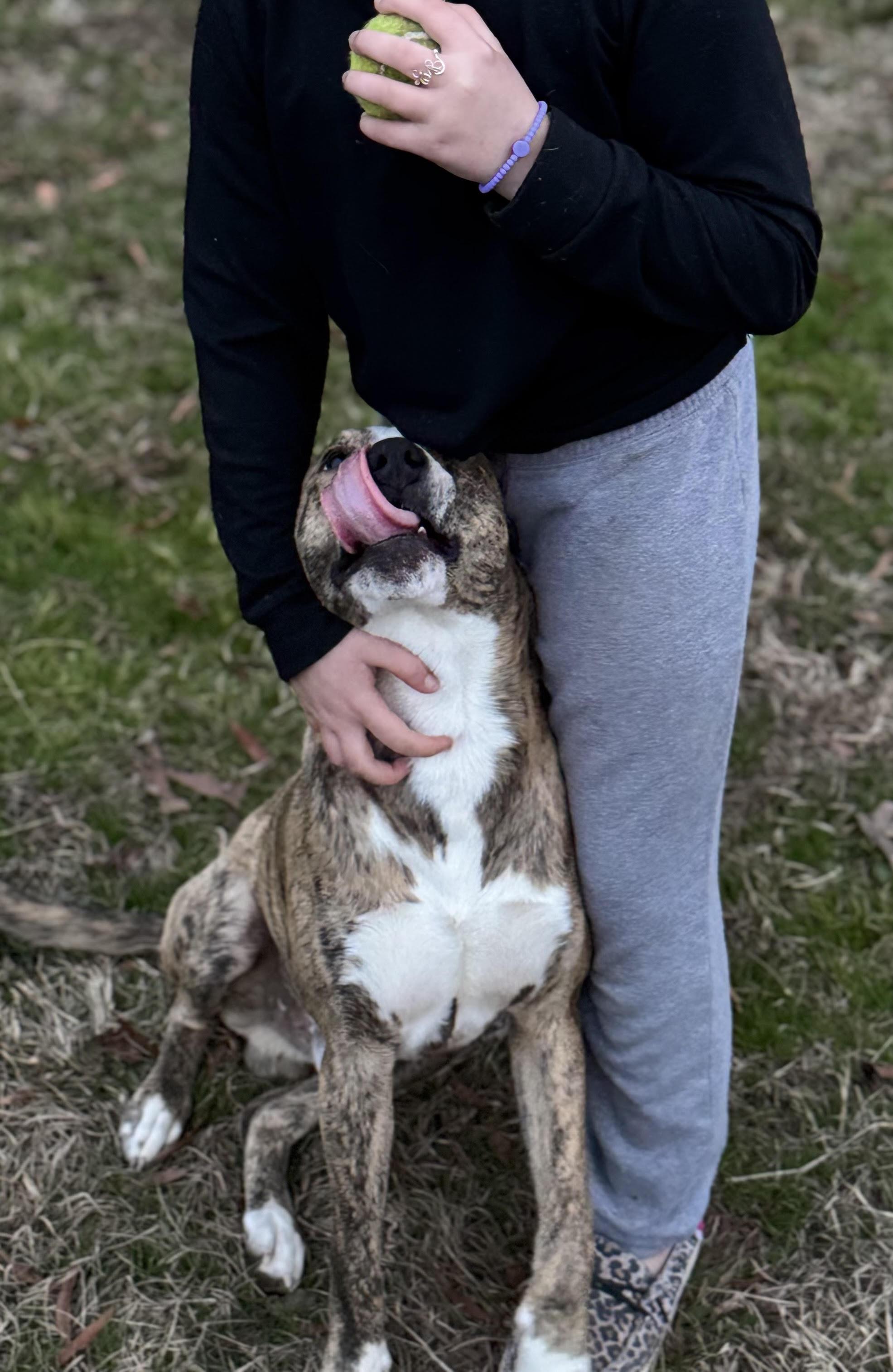 Enlarge Dancer, a ADOPTABLE mixed breed in Water Valley, MS image 3/3