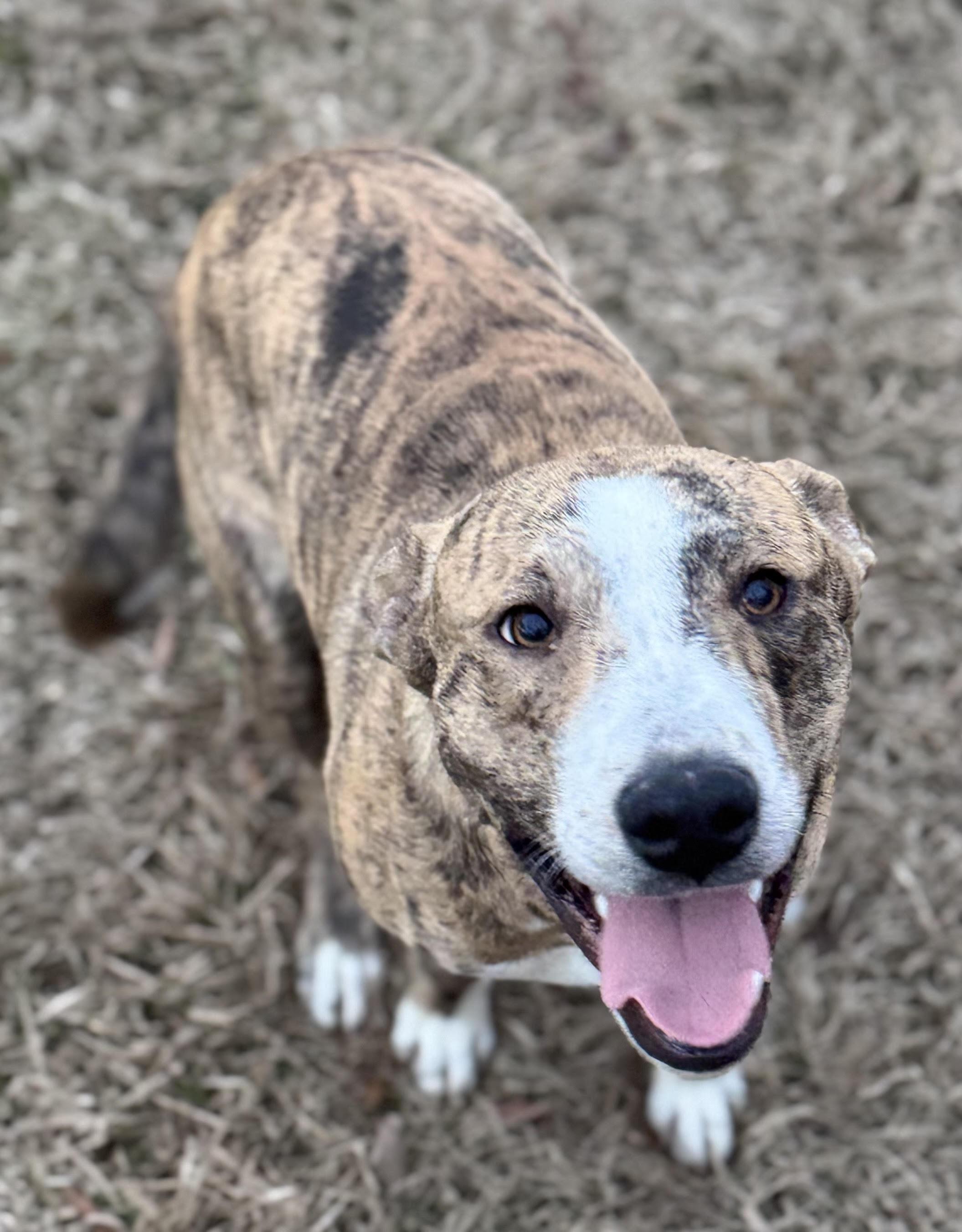 Enlarge Dancer, a ADOPTABLE mixed breed in Water Valley, MS image 2/3