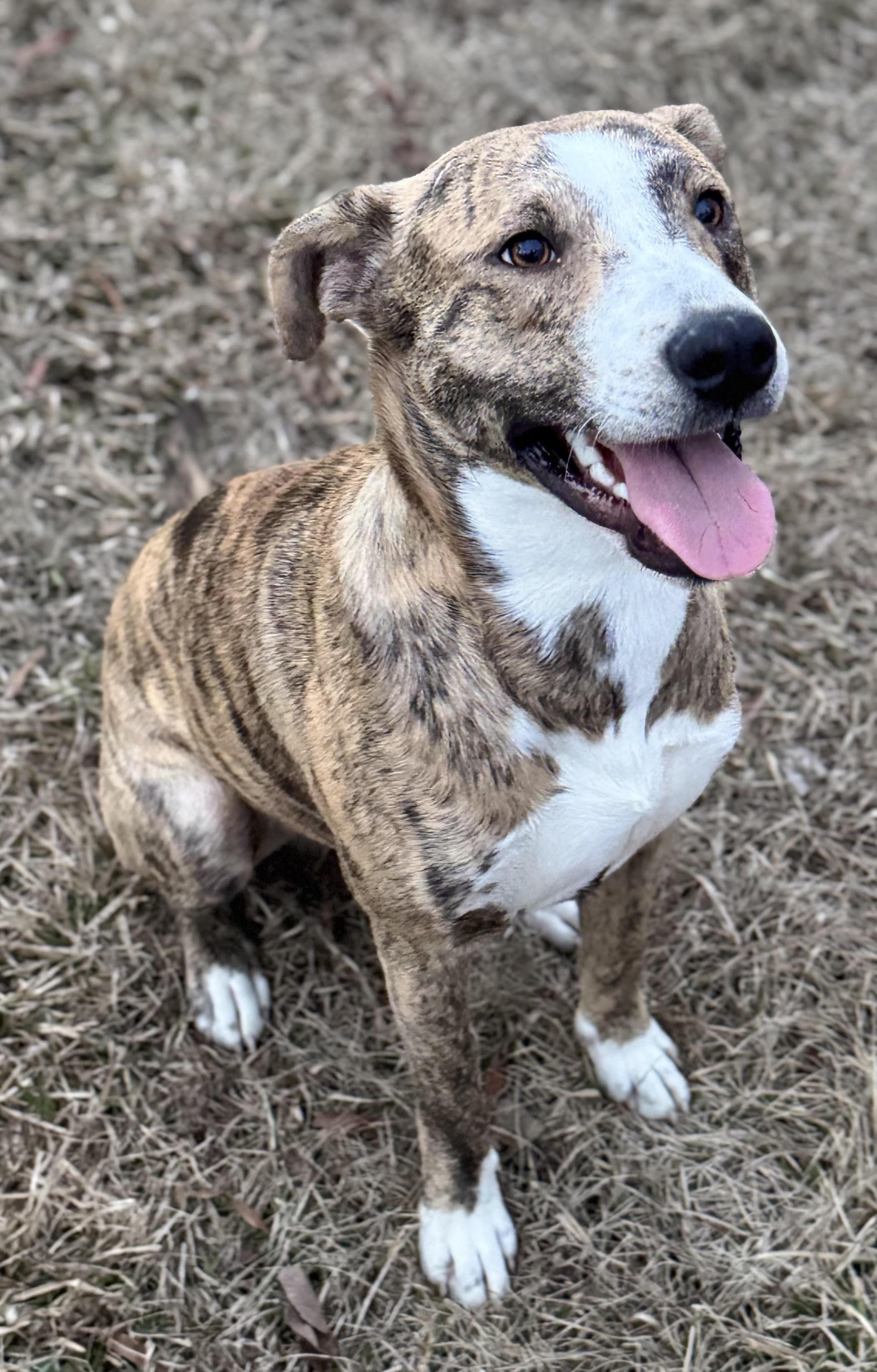 Dancer, ADOPTABLE, Young Male Hound.