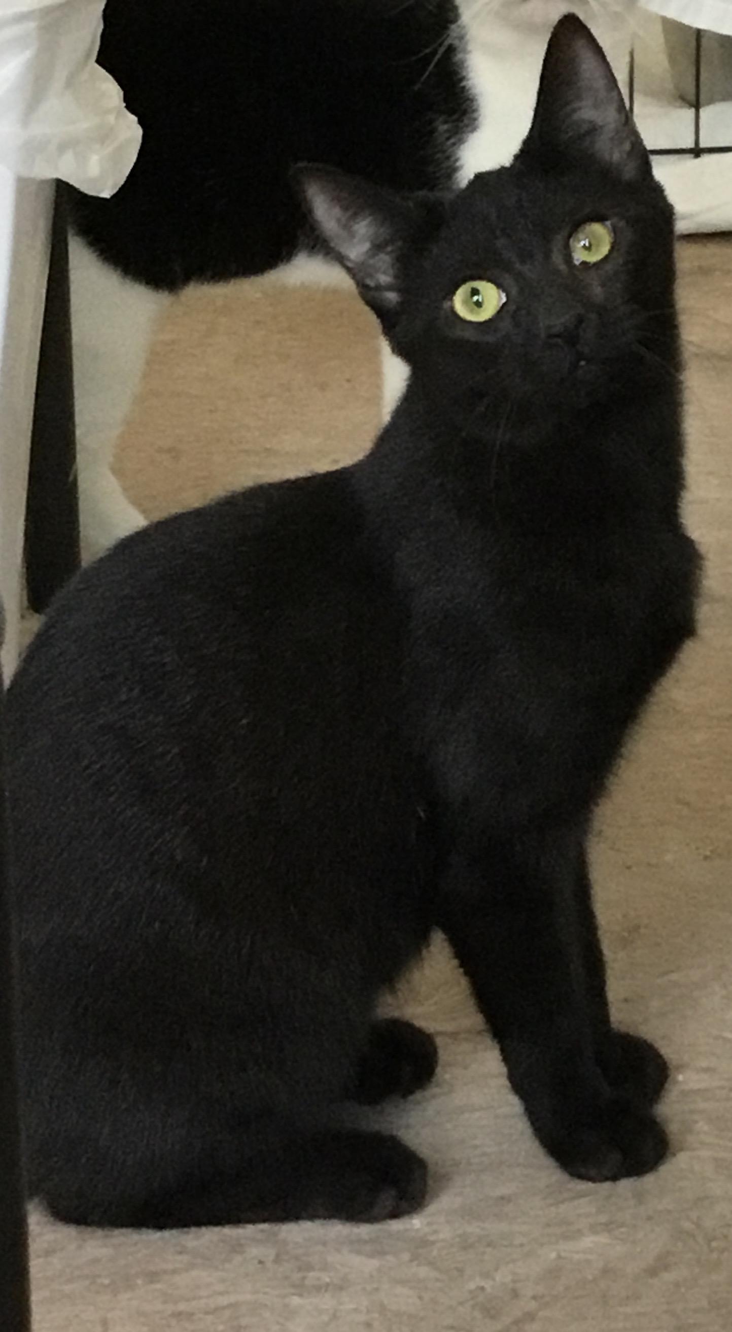 Enlarge River, a Adoptable Domestic Short Hair in Williamsburg, VA image 1/1