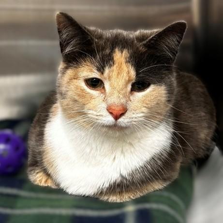 Enlarge Sabrina Fair- #50246, a ADOPTABLE Domestic Short Hair in Columbia, MD image 1/1