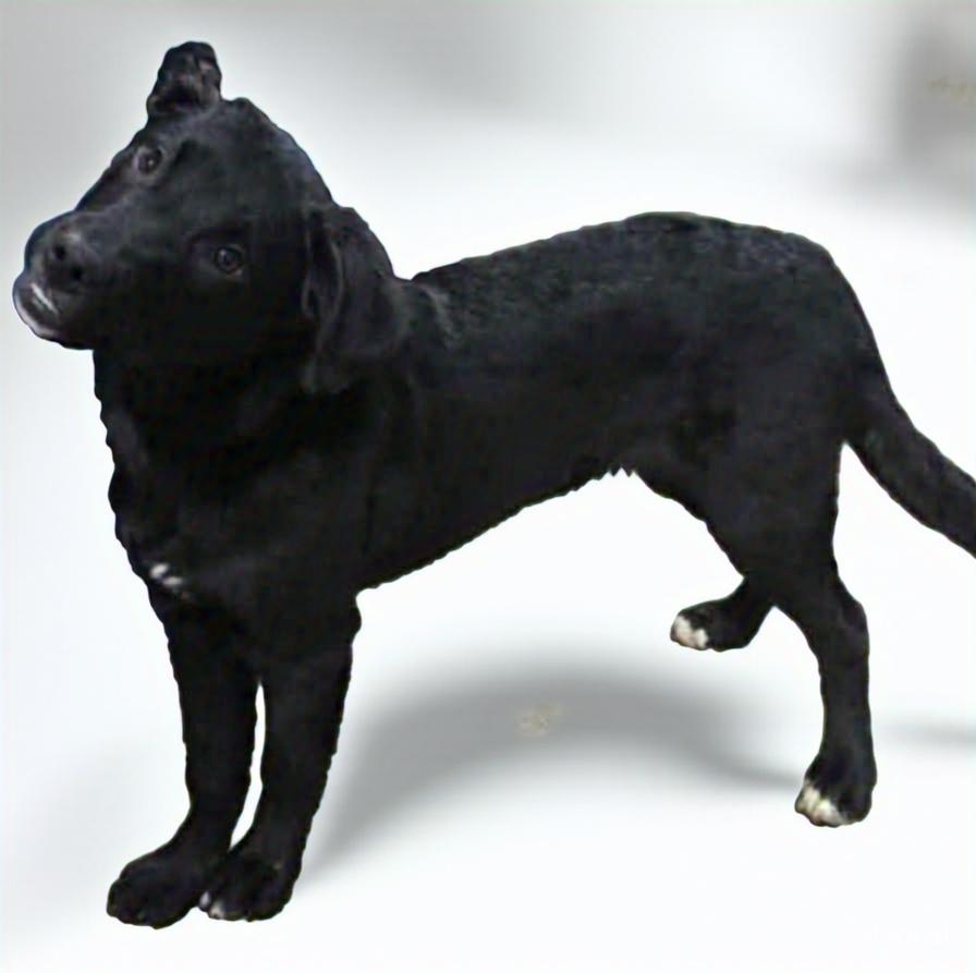 Wilson, a Adoptable mixed breed in Wheelersburg, OH image 2/3