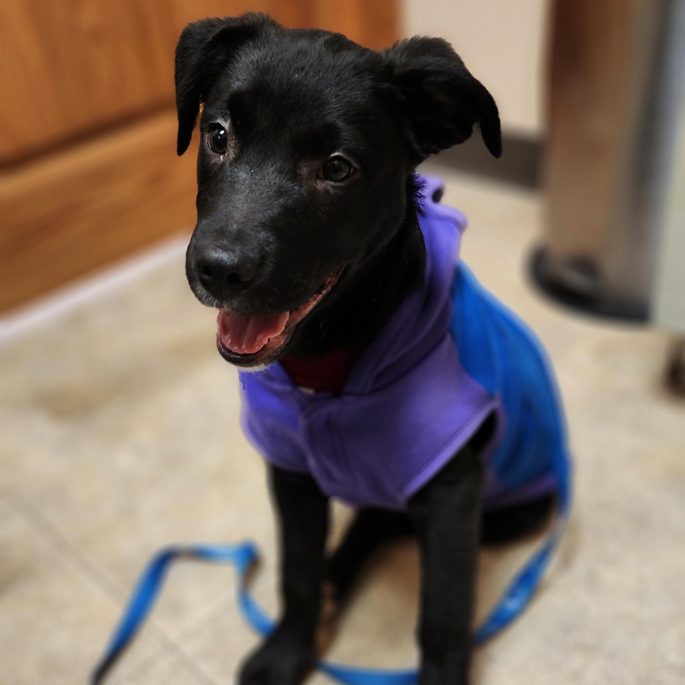 Wilson, a Adoptable mixed breed in Wheelersburg, OH image 3/3