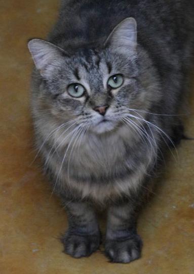 Tasha (and Tuck), Adoptable, Adult Female Domestic Medium Hair.