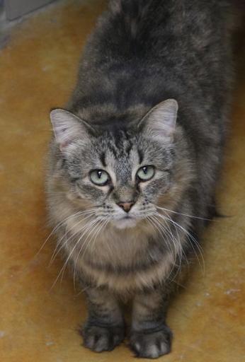 Enlarge Tasha (and Tuck), a Adoptable Domestic Medium Hair in Minneapolis, MN image 4/4