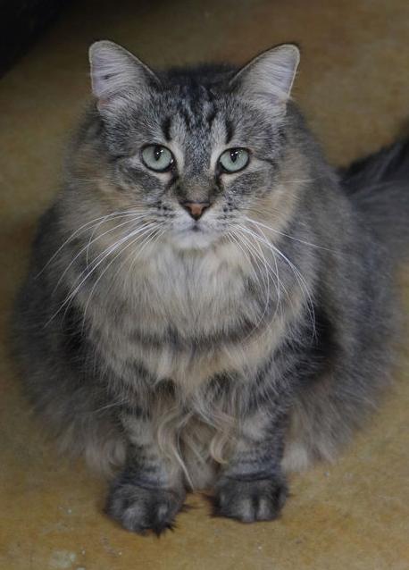 Enlarge Tasha (and Tuck), a Adoptable Domestic Medium Hair in Minneapolis, MN image 2/4