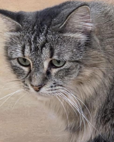 Enlarge Tasha (and Tuck), a Adoptable Domestic Medium Hair in Minneapolis, MN image 3/4