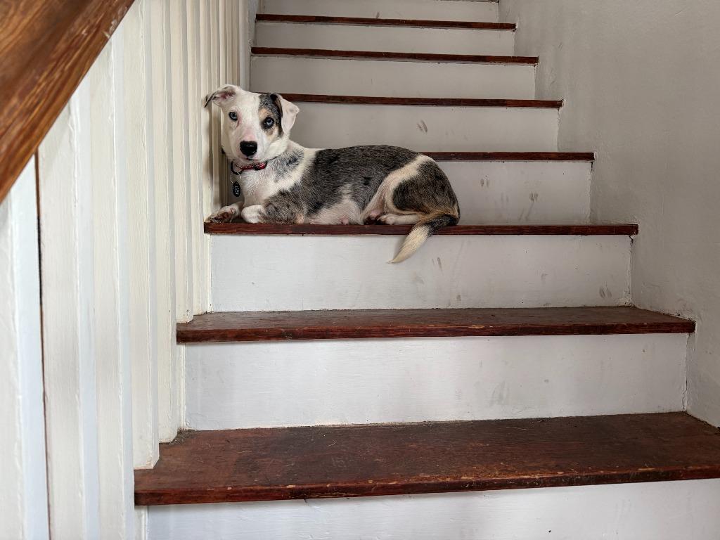 Sprinkles, Adoptable, Young Female Terrier.