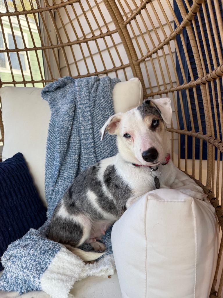 Enlarge Sprinkles, a Adoptable mixed breed in West Bloomfield, MI image 2/6