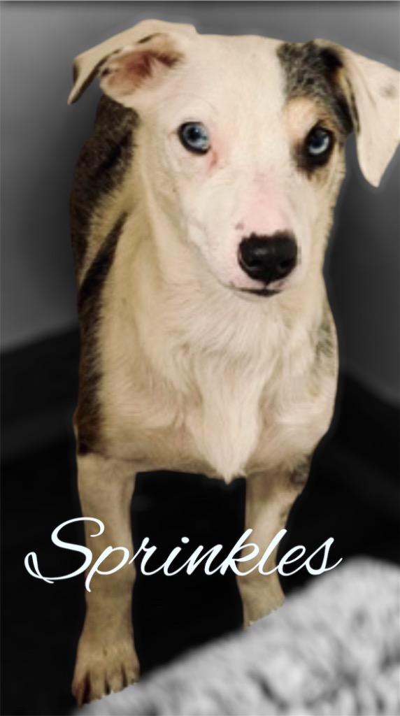 Enlarge Sprinkles, a Adoptable mixed breed in West Bloomfield, MI image 3/6