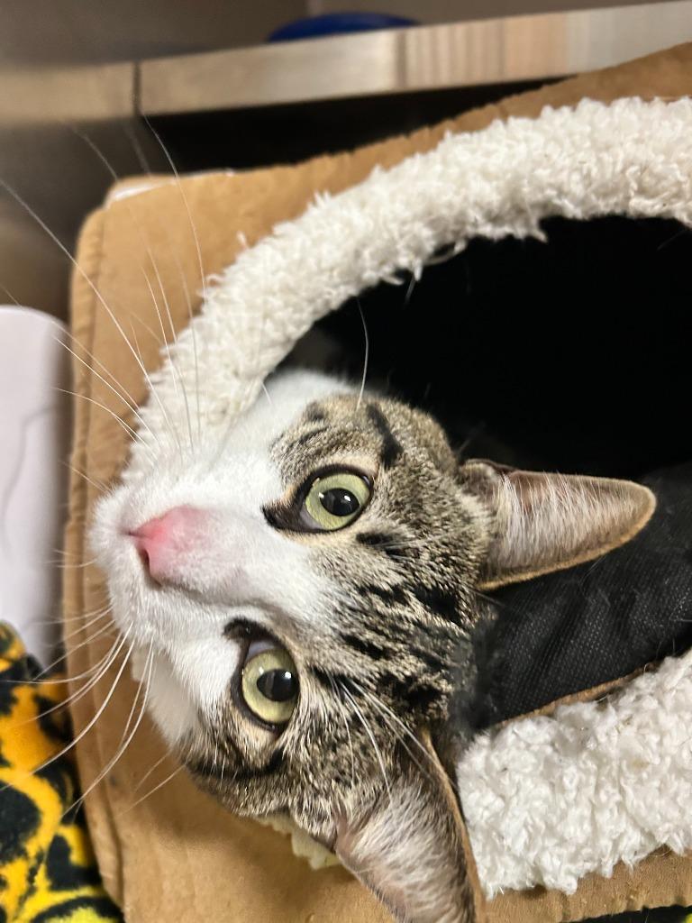 Gusto, Adopted, Adult Male Domestic Short Hair.