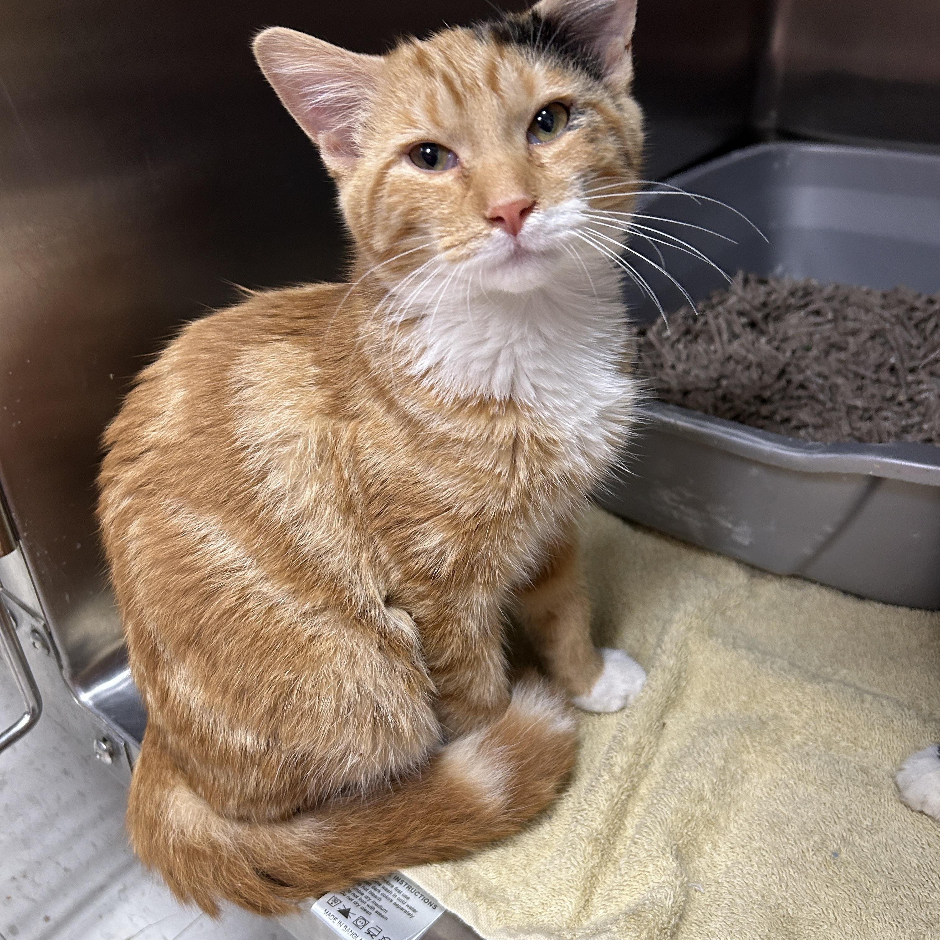 Goldie, Young Male Domestic Short Hair