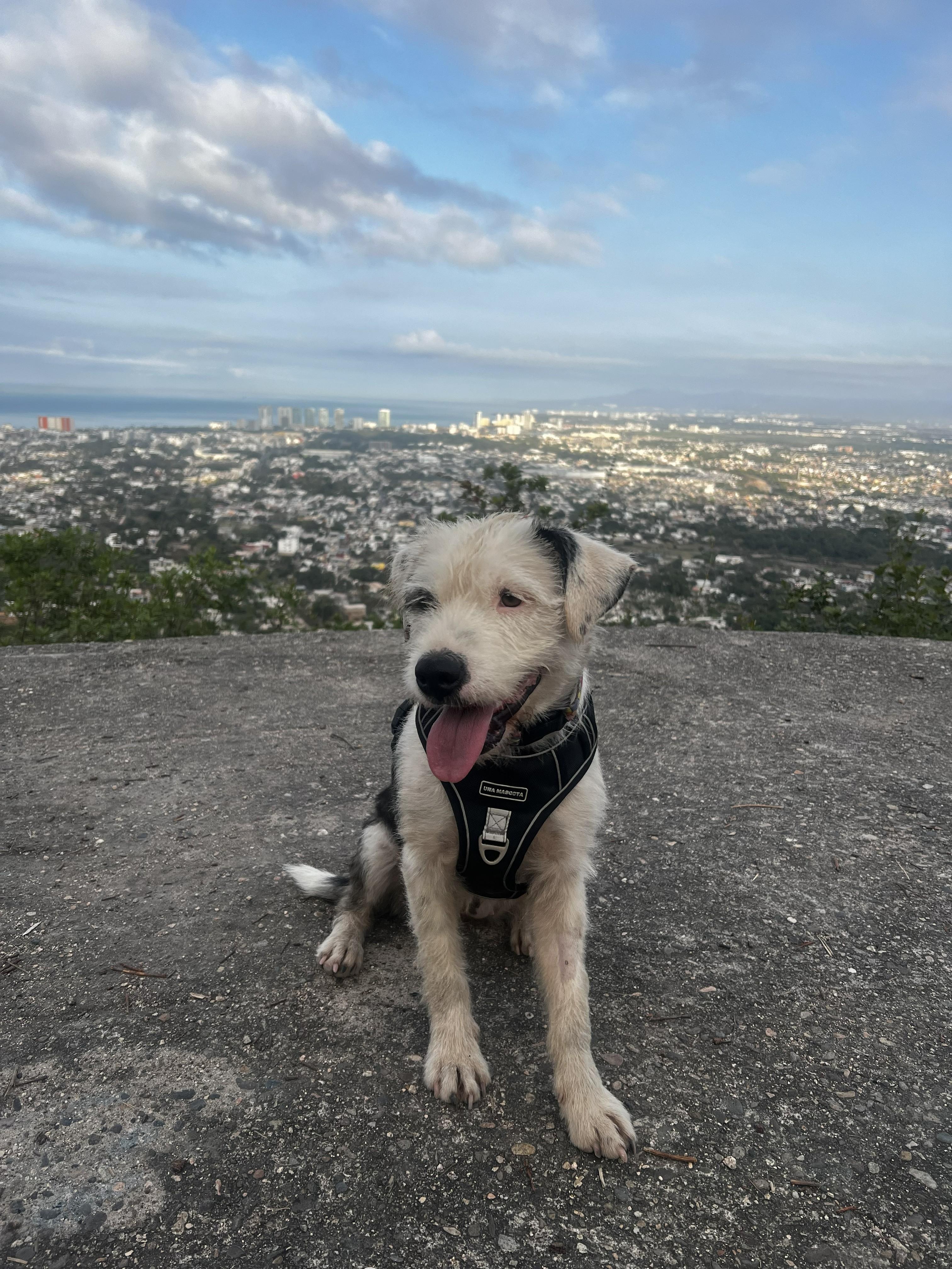 Enlarge Daisy, a Adoptable mixed breed in Victoria, BC image 2/4