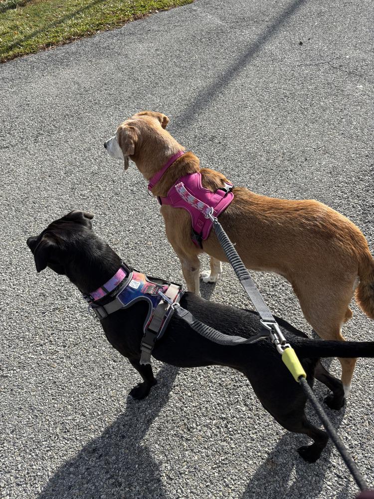 Molly (SC), a Adopted mixed breed in Brewster , NY image 1/6
