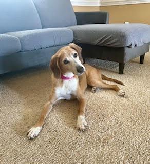 Molly (SC), a Adopted mixed breed in Brewster , NY image 2/6