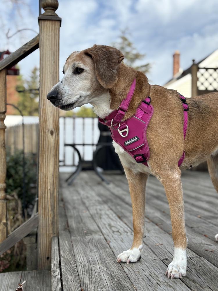 Molly (SC), a Adopted mixed breed in Brewster , NY image 3/6