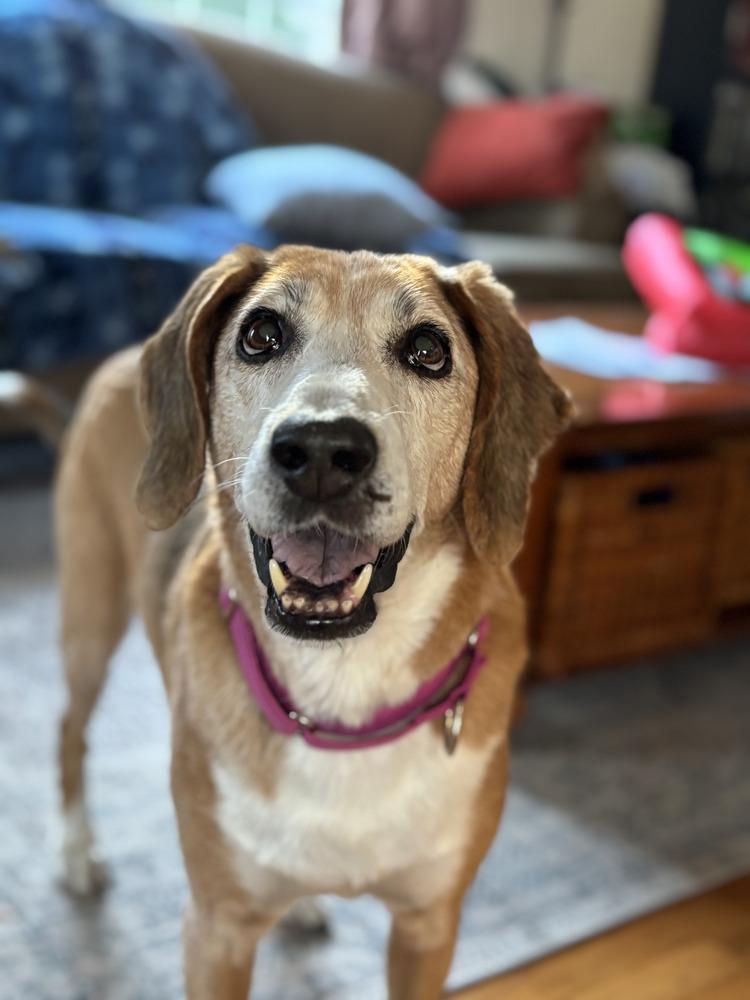 Molly (SC), a Adopted mixed breed in Brewster , NY image 5/6