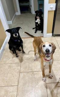 Molly (SC), a Adopted mixed breed in Brewster , NY image 6/6